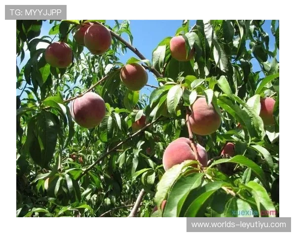乐鱼平台入口在哪？官方入口地址更新及安全登录指南解析
